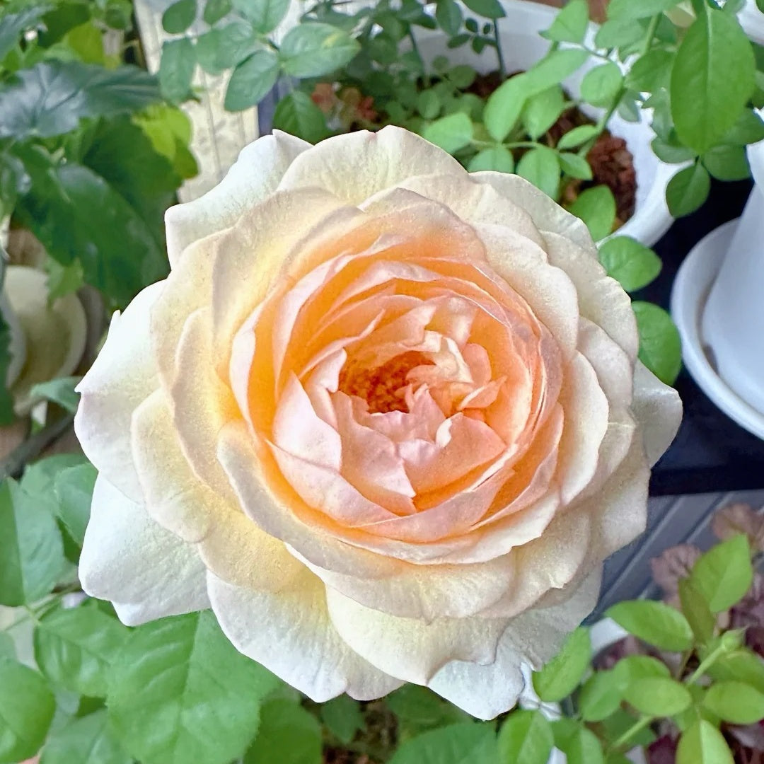 Moonlit Sands Rose