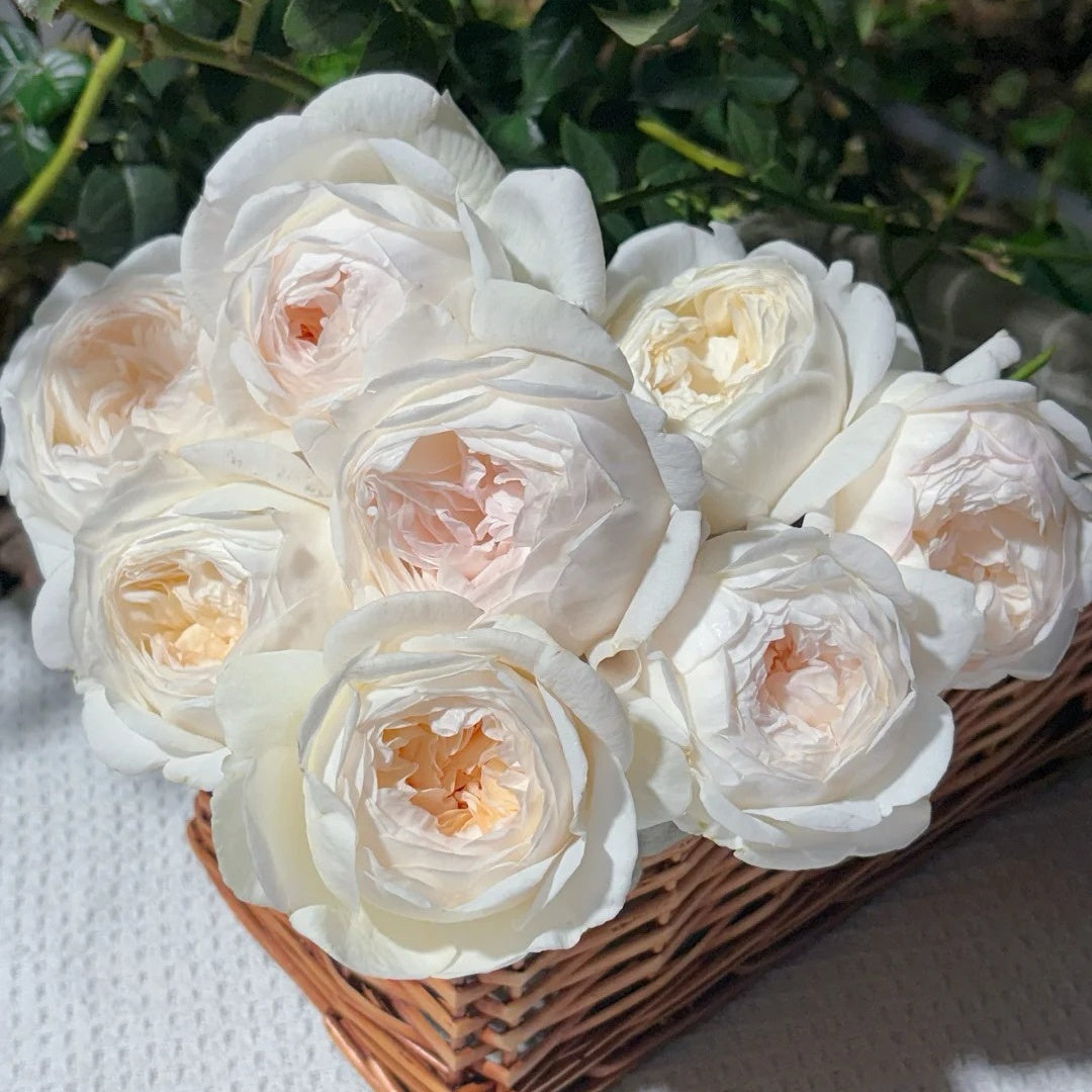 Moonlit Sands Rose