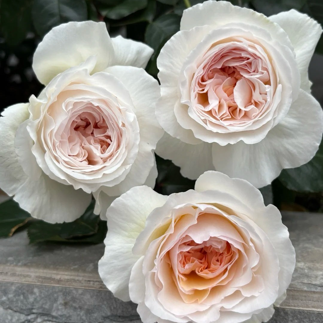 Moonlit Sands Rose