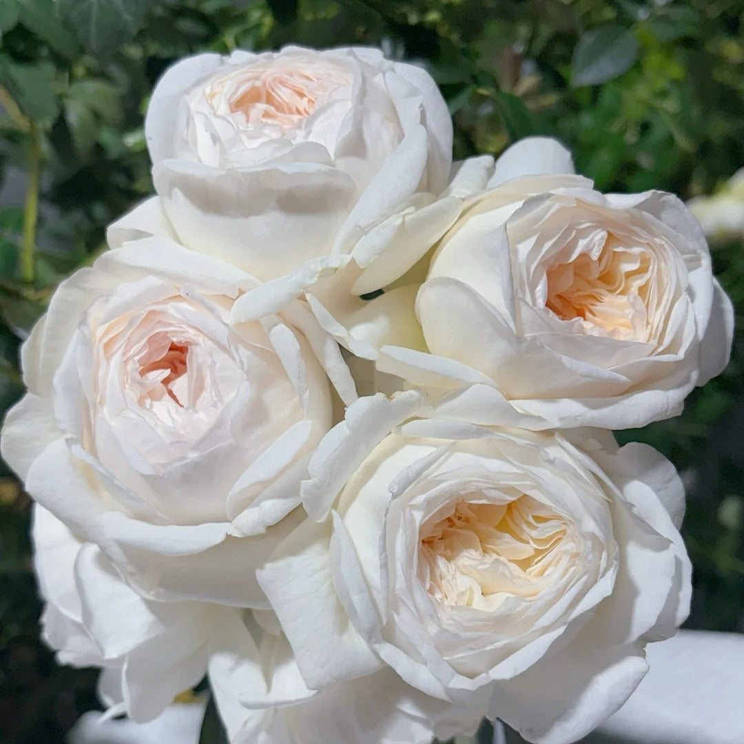 Moonlit Sands Rose