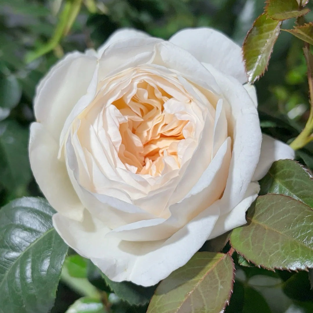 Moonlit Sands Rose