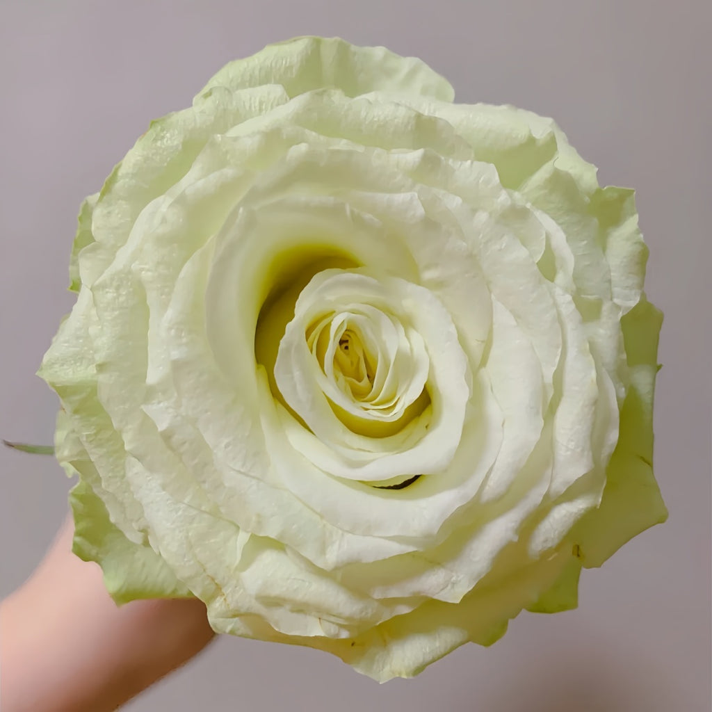 Moonstone Rose-月光石｜Germany Cut Rose – Ergongzy Roses
