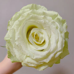 Moonstone Rose