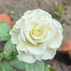 Moonstone Rose-月光石｜Germany Cut  Rose