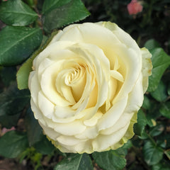 Moonstone Rose