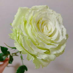 Moonstone Rose