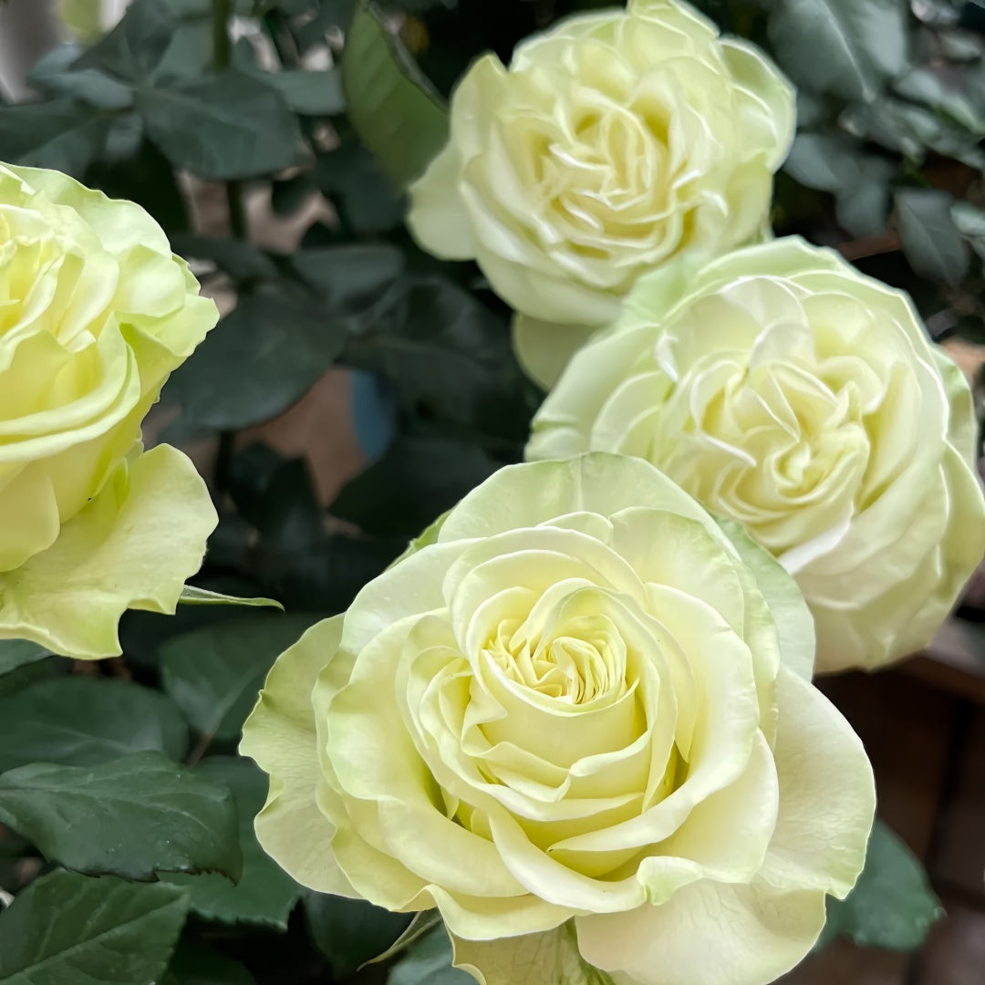 Moonstone Rose