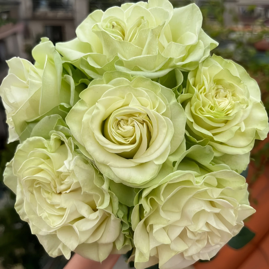 Moonstone Rose
