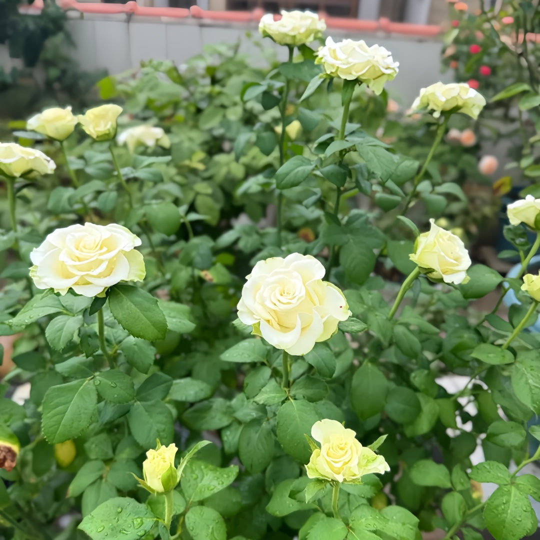 Moonstone Rose