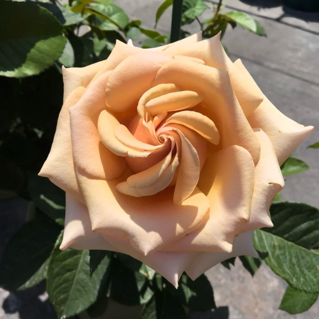 Mother of Pearl Rose