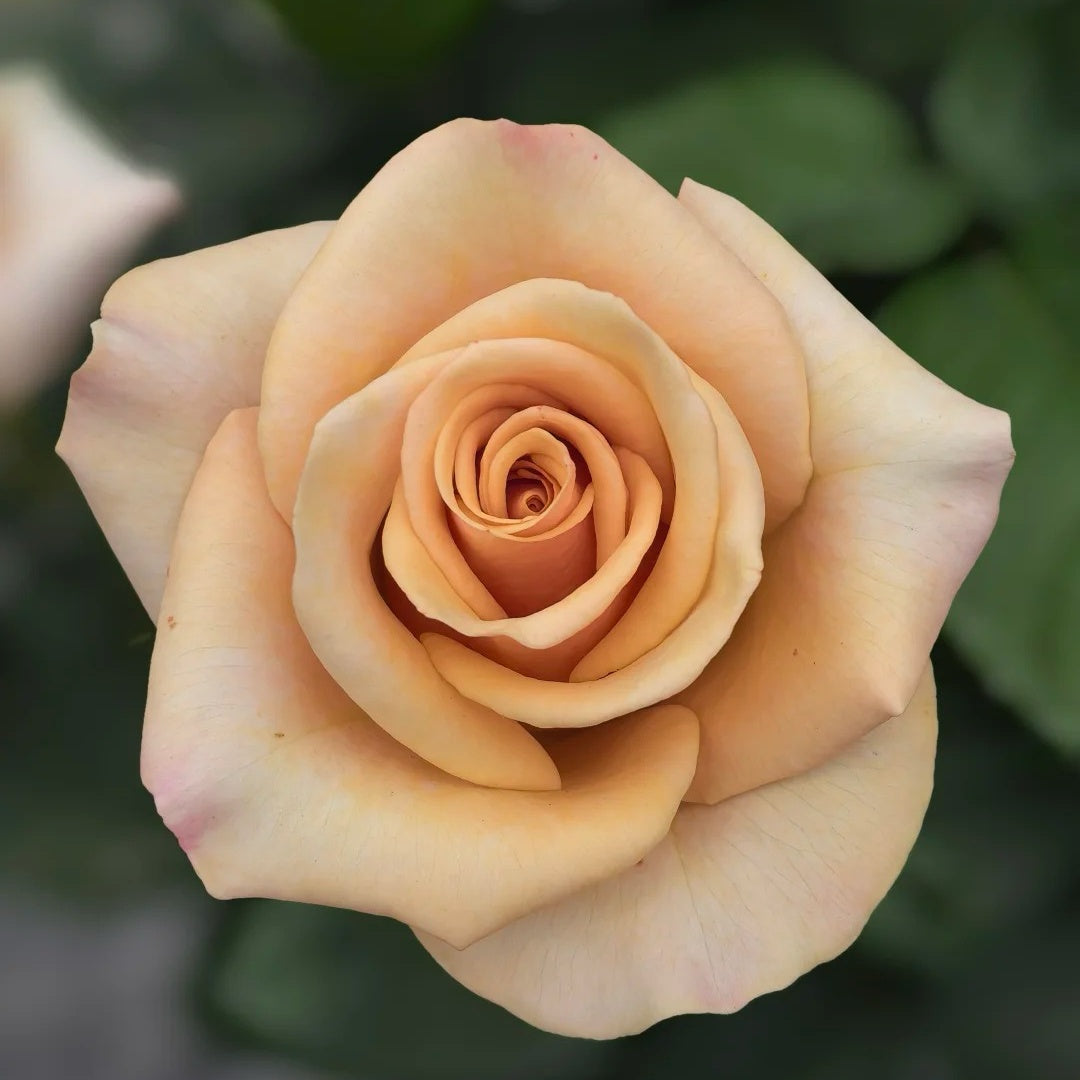 Mother of Pearl Rose