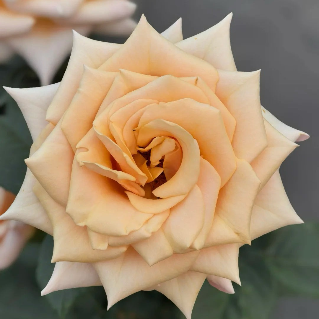 Mother of Pearl Rose