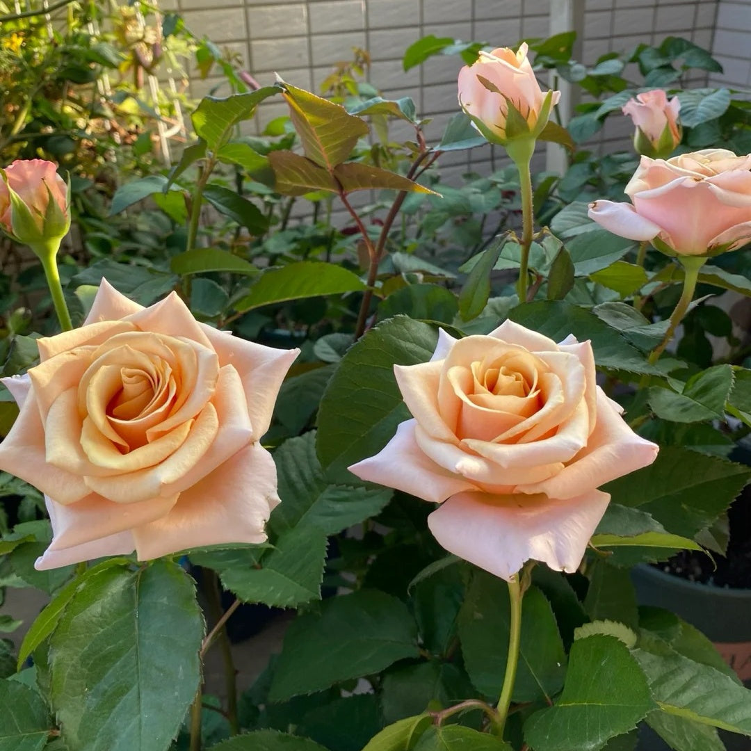 Mother of Pearl Rose