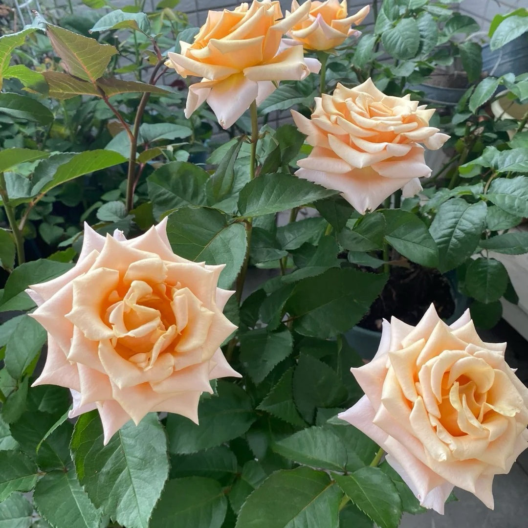 Mother of Pearl Rose