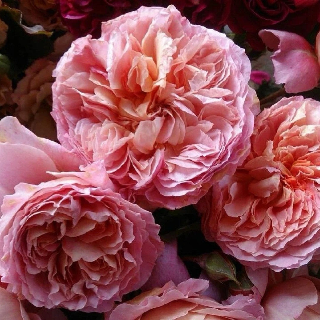 Moulin de la galette Rose