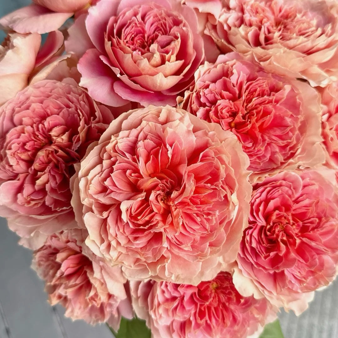 Moulin de la galette Rose