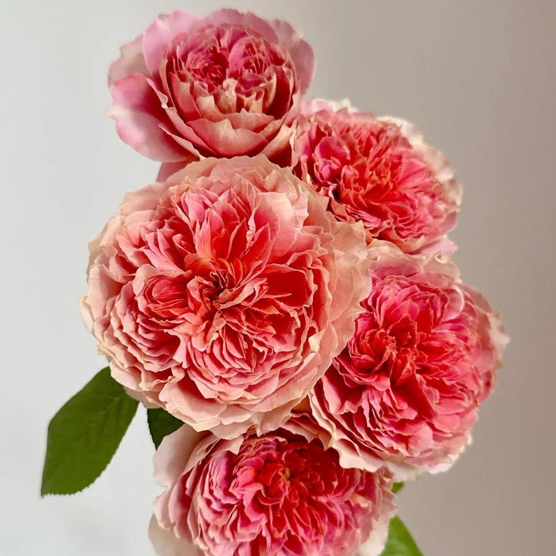 Moulin de la galette Rose