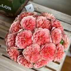 Moulin de la galette Rose
