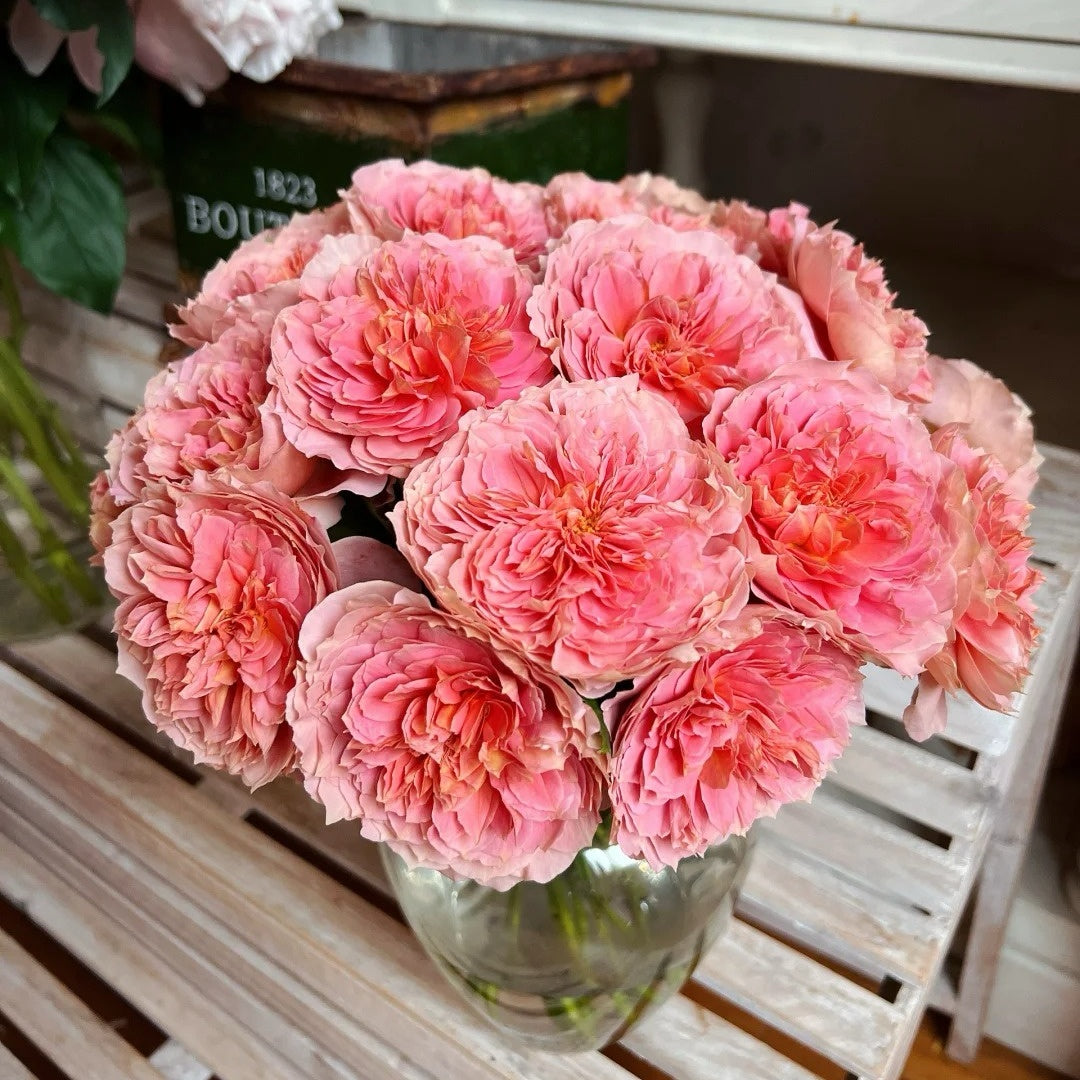 Moulin de la galette Rose