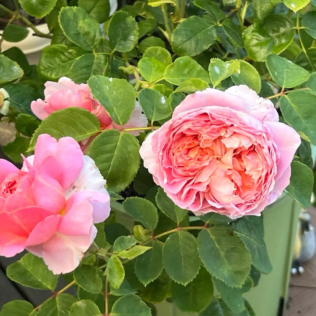 Moulin de la galette Rose
