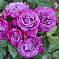 Muriel Robin Rose