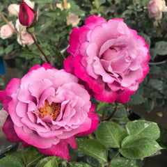 Muriel Robin Rose