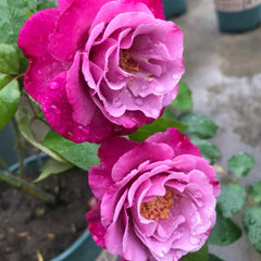 Muriel Robin Rose