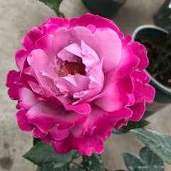 Muriel Robin Rose