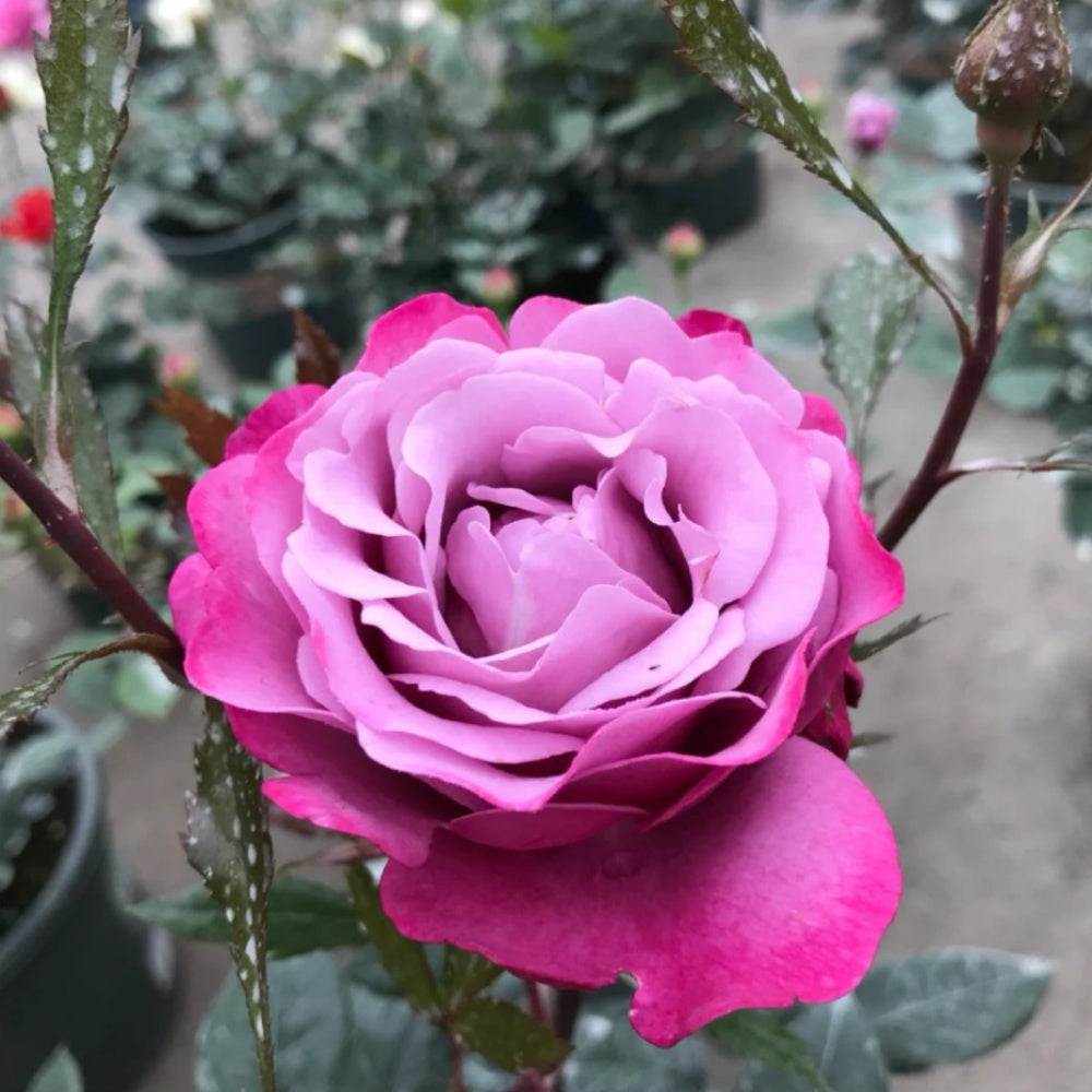 Muriel Robin Rose