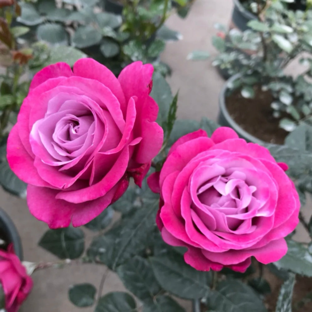 Muriel Robin Rose