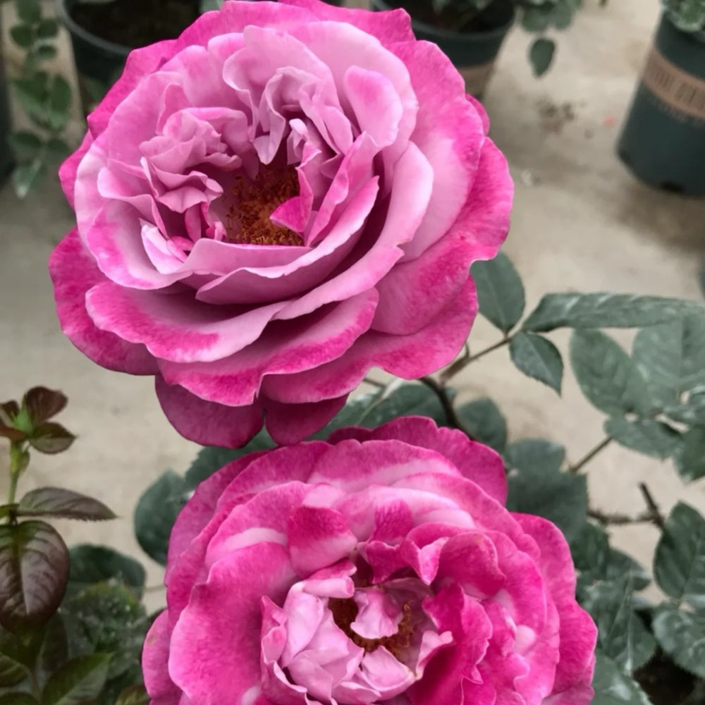 Muriel Robin Rose