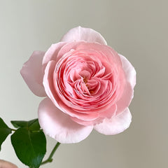 Nahema Rose
