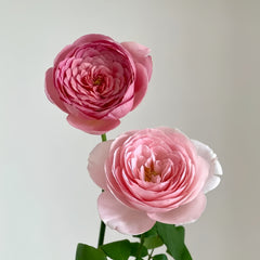 ROSE DE MARRAKECH ネロリバーム　35g×2　10g×1 Rose Gold Radiance Booster Serum – Cos Bar