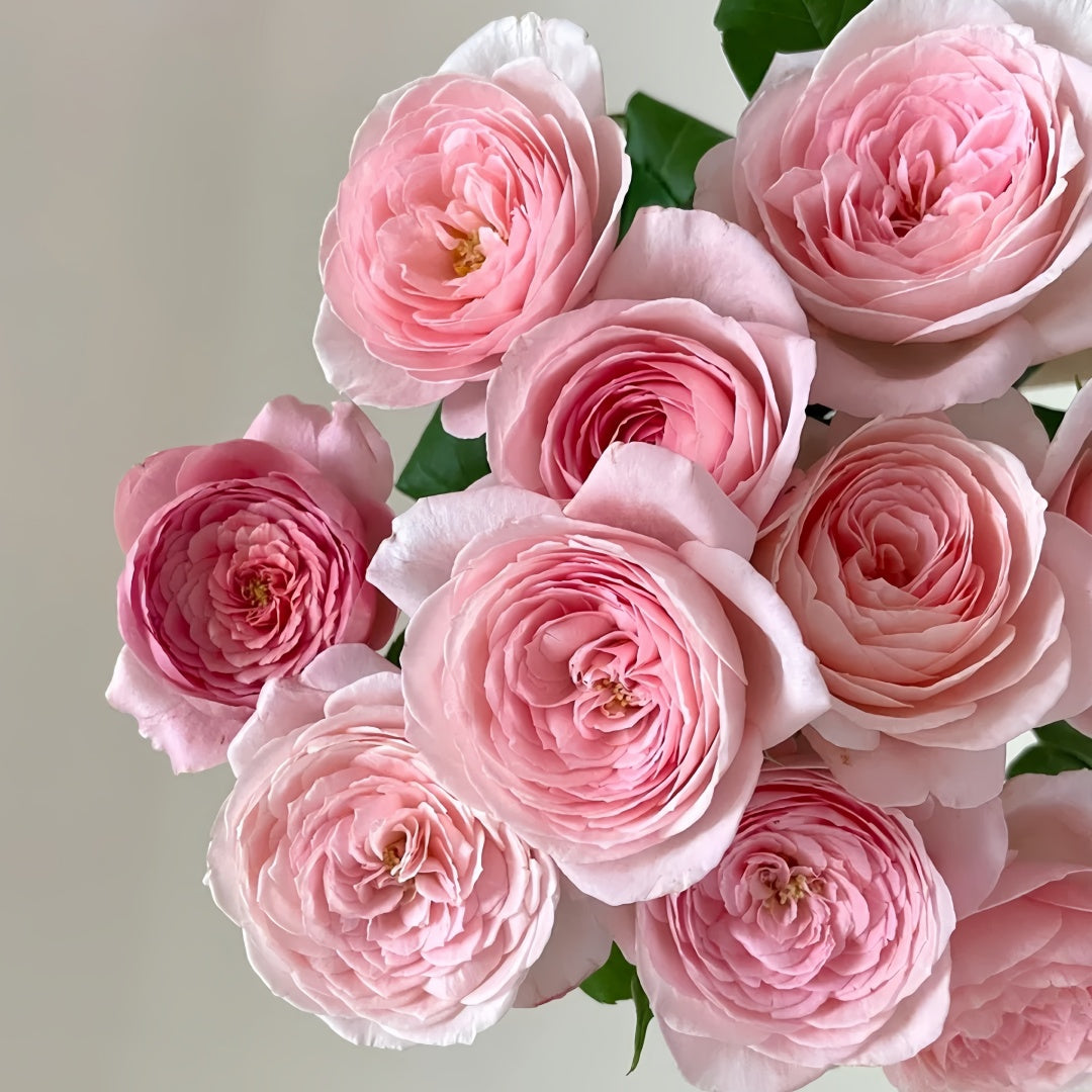 Nahema Rose