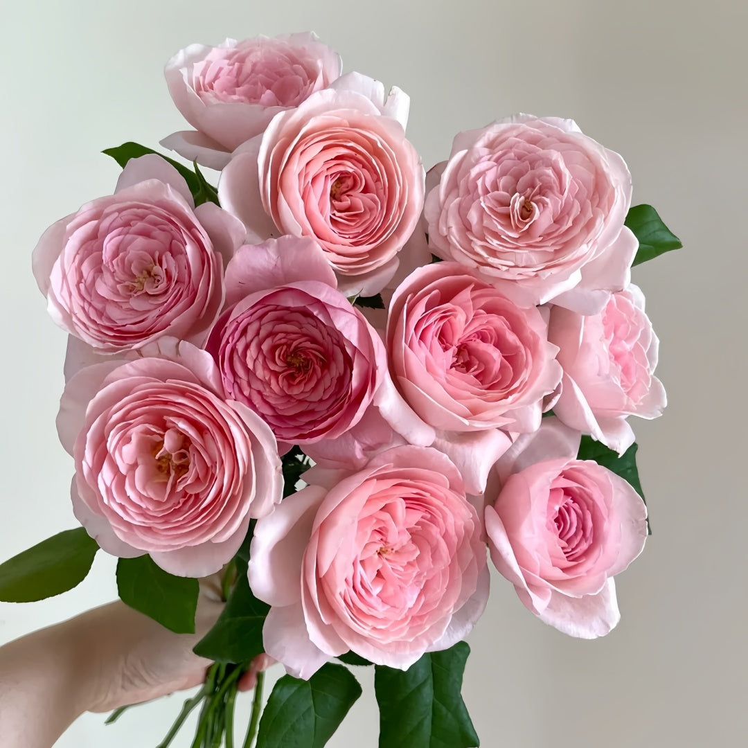 Nahema Rose