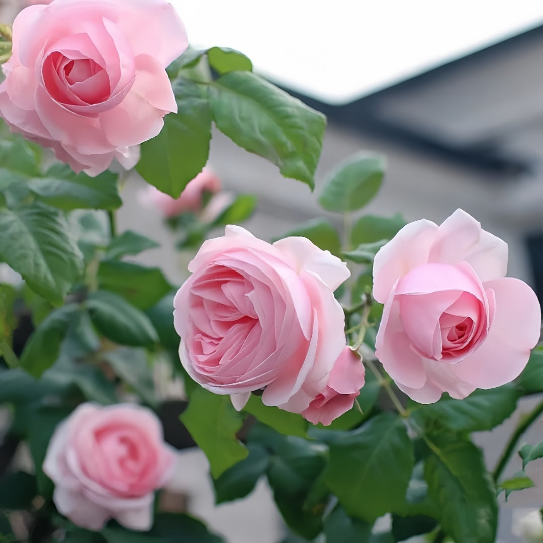 Nahema Rose