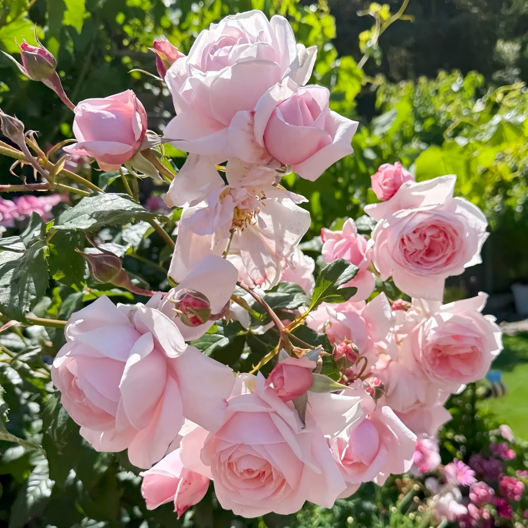 Nahema Rose