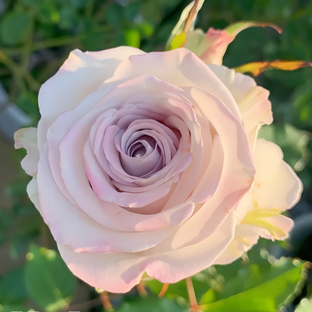 Nautica /Ocean Heart Rose