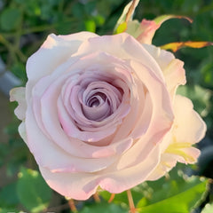 Nautica /Ocean Heart Rose