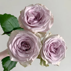 Nautica /Ocean Heart Rose