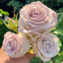 Nautica /Ocean Heart Rose