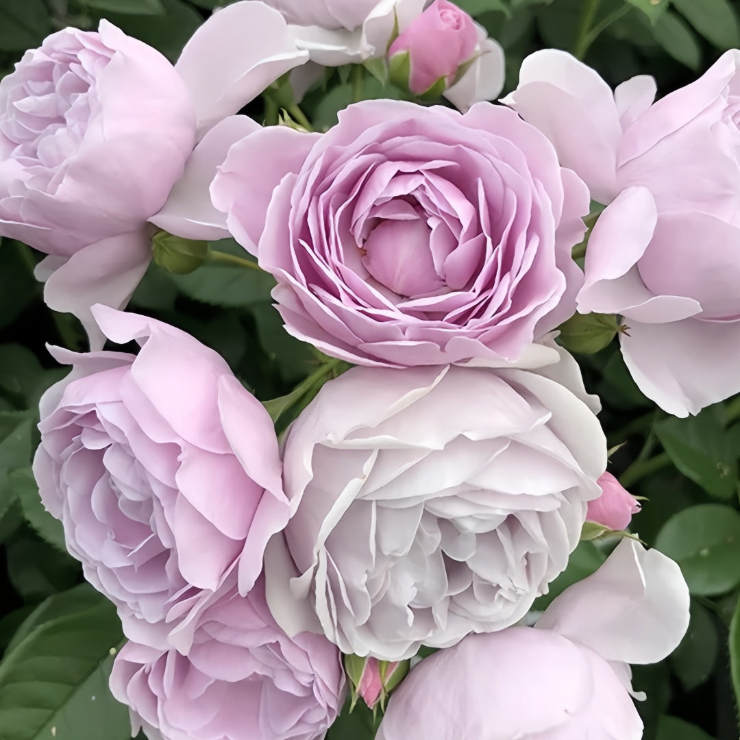 Nautica /Ocean Heart Rose
