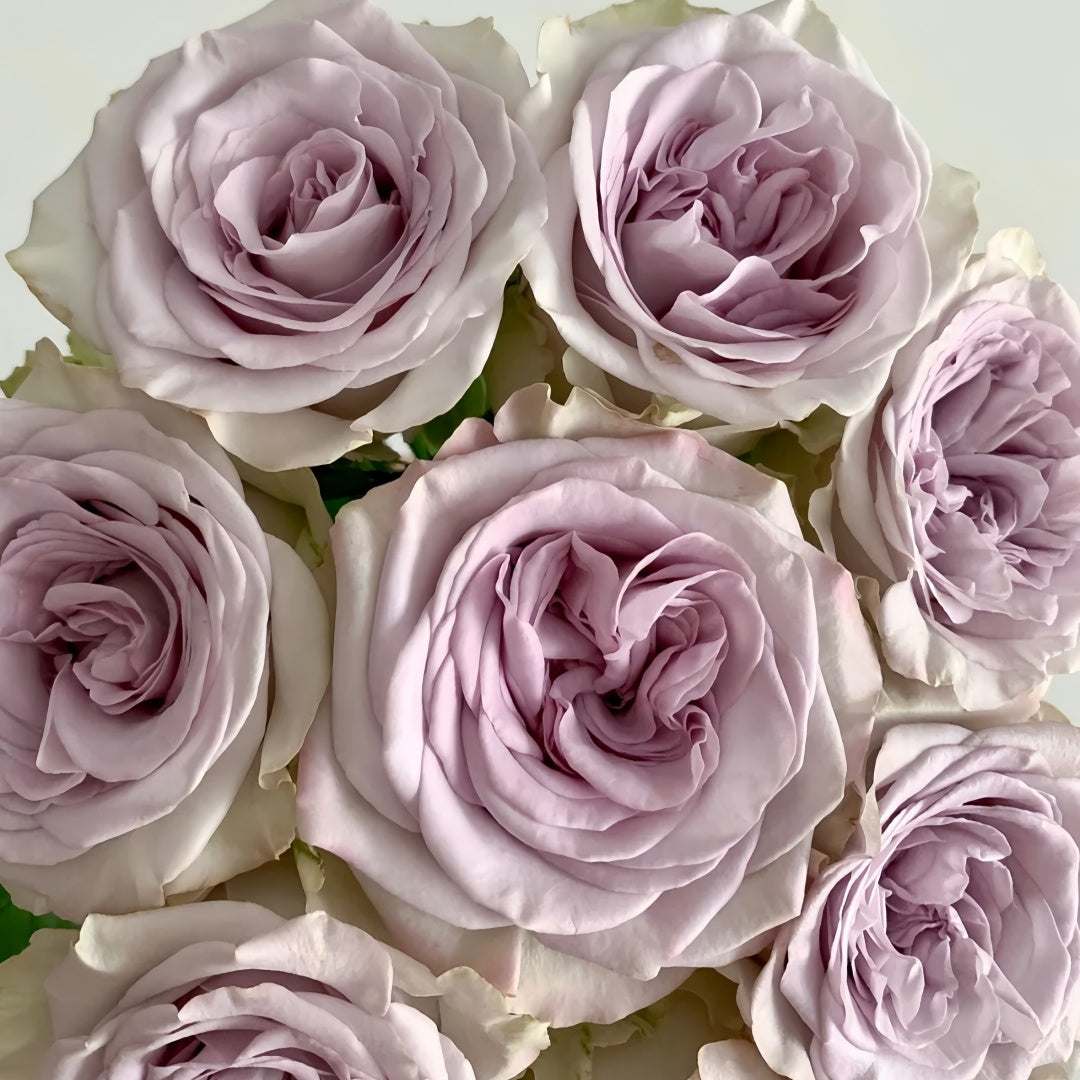 Nautica /Ocean Heart Rose