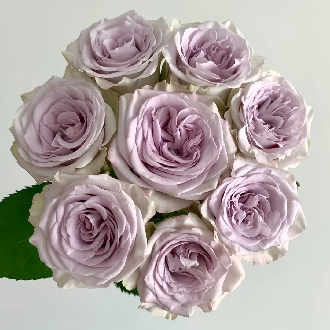 Nautica /Ocean Heart Rose