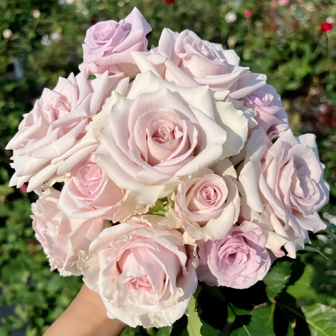 Nautica /Ocean Heart Rose