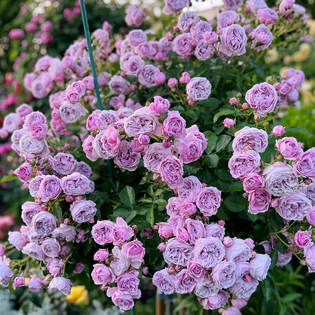 Nautica /Ocean Heart Rose