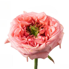 New Design Rose