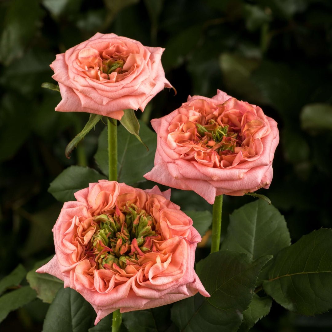 New Design Rose