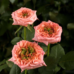 New Design Rose