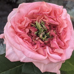 New Design Rose